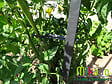 MIKADO - Sachet de 6 attaches tuteur Gris Anthracite - vignette