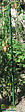 MIKADO - Tuteur plastique - Vert - MIKADO - 180cm - vignette