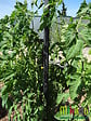 MIKADO - Tuteur plastique MIKADO - Gris Anthracite - 180cm - vignette