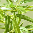 HOMCOM - Bambou artificiel 1,80H m - plante artificielle - 830 feuilles réalistes, vrais troncs - pot inclus - vignette