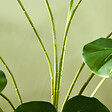 HOMCOM - Arbre artificiel plante artificielle Monstera H. 180 cm tronc branches lichen feuilles de tortue grand réalisme pot inclus - vignette