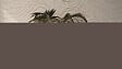 AS CREATION - exp/int okusai beige or - vignette
