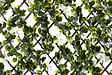 IDEAL GARD - Treillis feuille jasmin osier vert, H.1 x L.2 m - vignette