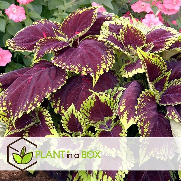 PLANT IN A BOX - Plante à feuillage - Set de 3 - Plectranthus scutellarioides - H25-40cm - ⌀13cm - large