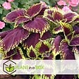PLANT IN A BOX - Plante à feuillage - Set de 3 - Plectranthus scutellarioides - H25-40cm - ⌀13cm - vignette