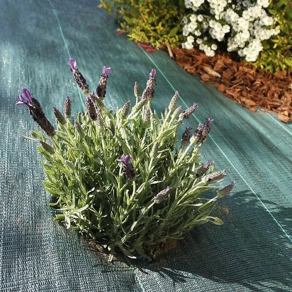 GT GARDEN - Géotextile anti-mauvaises herbes tissé 110 g/m2 - 1 x 100 mètres - large