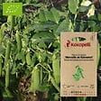 ASSOCIATION KOKOPELLI - Pois Merveille de Kelvedon- Graines bio à semer - vignette