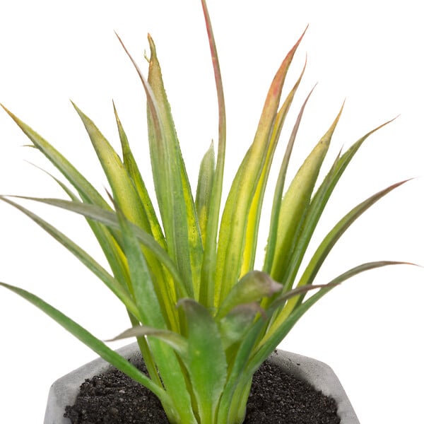 ATMOSPHERA - Plante artificielle succulente - Pot ciment - H14cm - large