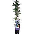 LA GREEN TOUCH - Passiflore bleu - vignette