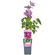 LA GREEN TOUCH - Clematite Dr Ruppel - ↨65cm - Ø15 - plante d'extérieur fleurie grimpante - vignette