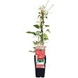 LA GREEN TOUCH - Clematite Rouge Cardinal - ↨65cm - Ø15 - plante d'extérieur fleurie grimpante - vignette