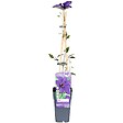 LA GREEN TOUCH - Clematite le président - ↨65cm - Ø15 - plante d'extérieur fleurie - vignette