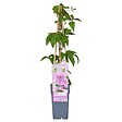 LA GREEN TOUCH - Clematite Hagley Hybrid - ↨65cm - Ø15 - plante d'extérieur fleurie grimpante - vignette
