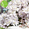 LA GREEN TOUCH - Clematite armandii - ↨65cm - Ø15 - plante fleurie d'extérieur - vignette