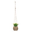 ATMOSPHERA - Plante susp zoe ass h17 box - vignette