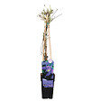 LA GREEN TOUCH - Clematite alpina - ↨65cm - Ø15 - plante d'extérieur fleurie - vignette