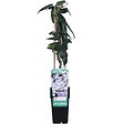 LA GREEN TOUCH - Clematite armandii - ↨65cm - Ø15 - plante fleurie d'extérieur - vignette