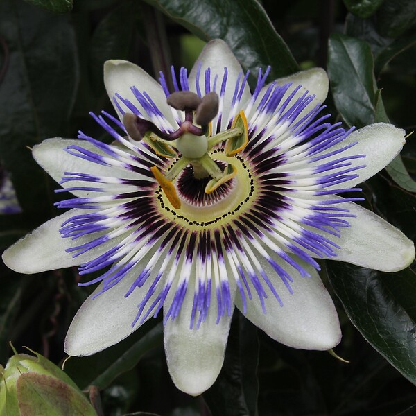 LA GREEN TOUCH - Passiflore bleu - large