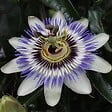 LA GREEN TOUCH - Passiflore bleu - vignette