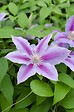 LA GREEN TOUCH - Clematite Dr Ruppel - ↨65cm - Ø15 - plante d'extérieur fleurie grimpante - vignette