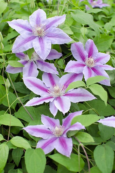 LA GREEN TOUCH - Clematite Dr Ruppel - ↨65cm - Ø15 - plante d'extérieur fleurie grimpante - large