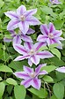 LA GREEN TOUCH - Clematite Dr Ruppel - ↨65cm - Ø15 - plante d'extérieur fleurie grimpante - vignette