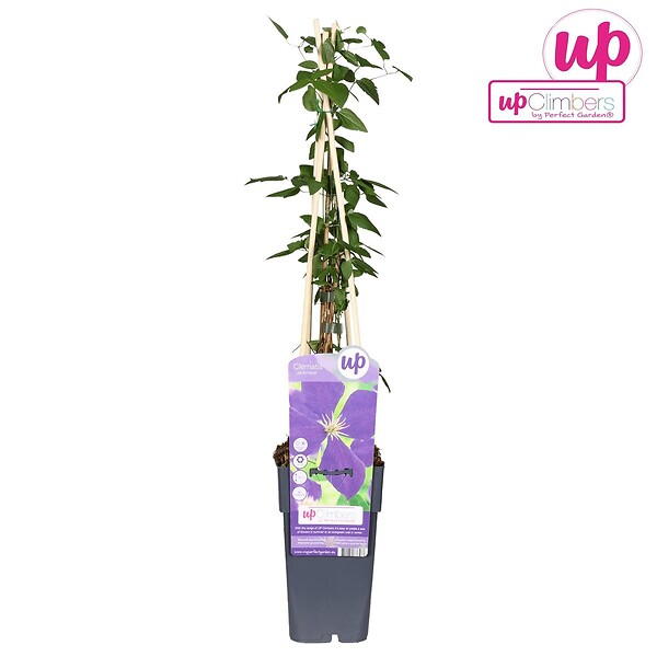 LA GREEN TOUCH - Clematite Jackmanii - ↨65cm - Ø15 - plante d'extérieur fleurie grimpante - large