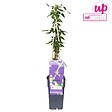 LA GREEN TOUCH - Clematite Jackmanii - ↨65cm - Ø15 - plante d'extérieur fleurie grimpante - vignette