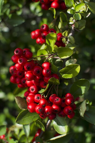 LA GREEN TOUCH - Buisson Pyracantha coccinea 'Colonne rouge' - large