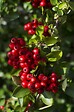 LA GREEN TOUCH - Buisson Pyracantha coccinea 'Colonne rouge' - vignette