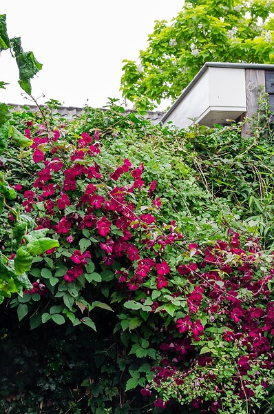 LA GREEN TOUCH - Clematite Rouge Cardinal - ↨65cm - Ø15 - plante d'extérieur fleurie grimpante - large