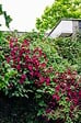 LA GREEN TOUCH - Clematite Rouge Cardinal - ↨65cm - Ø15 - plante d'extérieur fleurie grimpante - vignette