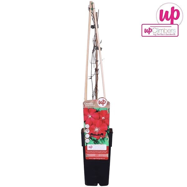 LA GREEN TOUCH - Clematite Rouge Cardinal - ↨65cm - Ø15 - plante d'extérieur fleurie grimpante - large