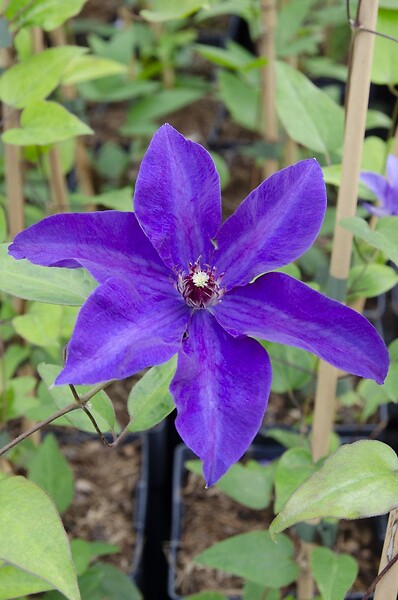 LA GREEN TOUCH - Clematite le président - ↨65cm - Ø15 - plante d'extérieur fleurie - large