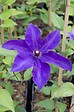 LA GREEN TOUCH - Clematite le président - ↨65cm - Ø15 - plante d'extérieur fleurie - vignette