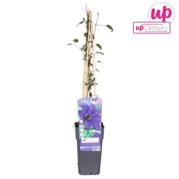 LA GREEN TOUCH - Clematite le président - ↨65cm - Ø15 - plante d'extérieur fleurie - large