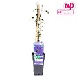 LA GREEN TOUCH - Clematite le président - ↨65cm - Ø15 - plante d'extérieur fleurie - vignette