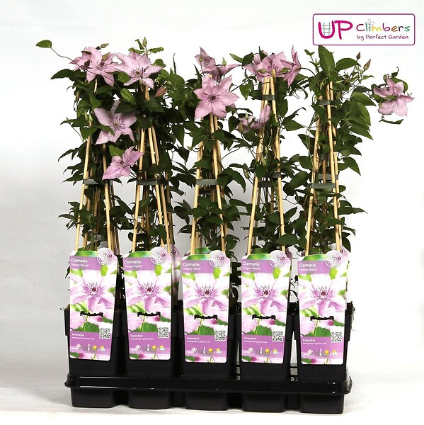 LA GREEN TOUCH - Clematite Hagley Hybrid - ↨65cm - Ø15 - plante d'extérieur fleurie grimpante - large