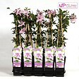 LA GREEN TOUCH - Clematite Hagley Hybrid - ↨65cm - Ø15 - plante d'extérieur fleurie grimpante - vignette