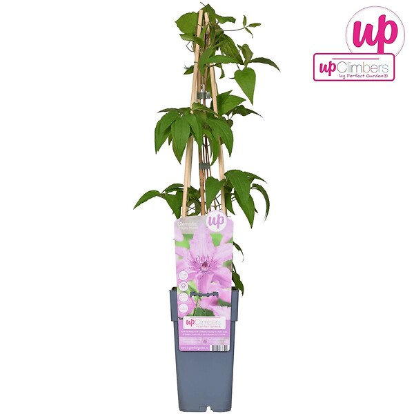 LA GREEN TOUCH - Clematite Hagley Hybrid - ↨65cm - Ø15 - plante d'extérieur fleurie grimpante - large