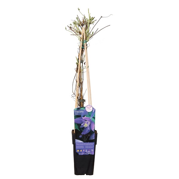 LA GREEN TOUCH - Clematite alpina - ↨65cm - Ø15 - plante d'extérieur fleurie - large