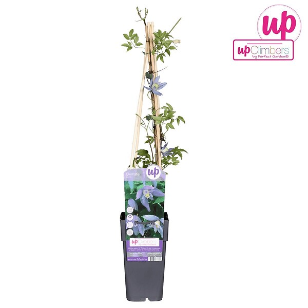 LA GREEN TOUCH - Clematite alpina - ↨65cm - Ø15 - plante d'extérieur fleurie - large