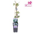 LA GREEN TOUCH - Clematite alpina - ↨65cm - Ø15 - plante d'extérieur fleurie - vignette
