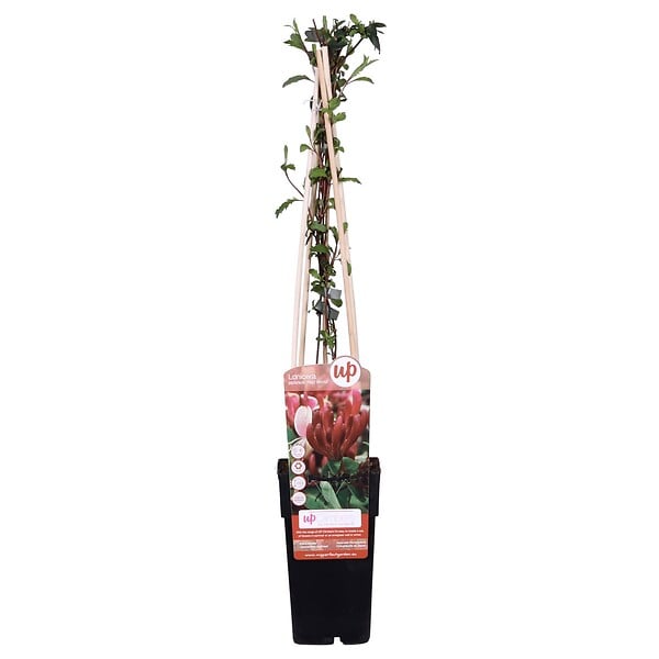LA GREEN TOUCH - Chèvrefeuille du japon 'Red World' - ↨65cm - Ø15 plante d'extérieur - large