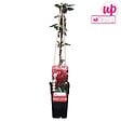 LA GREEN TOUCH - Chèvrefeuille du japon 'Red World' - ↨65cm - Ø15 plante d'extérieur - vignette