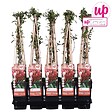 LA GREEN TOUCH - Chèvrefeuille du japon 'Red World' - ↨65cm - Ø15 plante d'extérieur - vignette