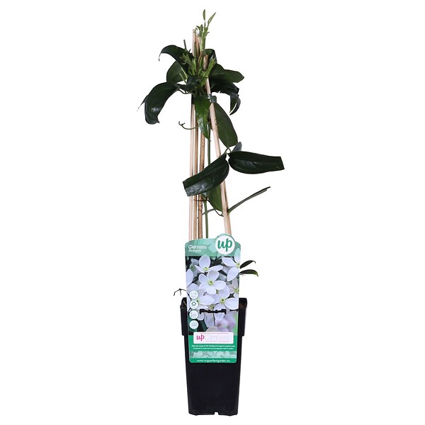 LA GREEN TOUCH - Clematite armandii - ↨65cm - Ø15 - plante fleurie d'extérieur - large