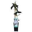LA GREEN TOUCH - Clematite armandii - ↨65cm - Ø15 - plante fleurie d'extérieur - vignette
