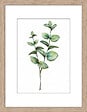DADA ART - Image encadree +spp naturel 30x40 cm - 43619 - vignette