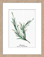 DADA ART - Image encadree +spp naturel 30x40 cm - 35406 - vignette